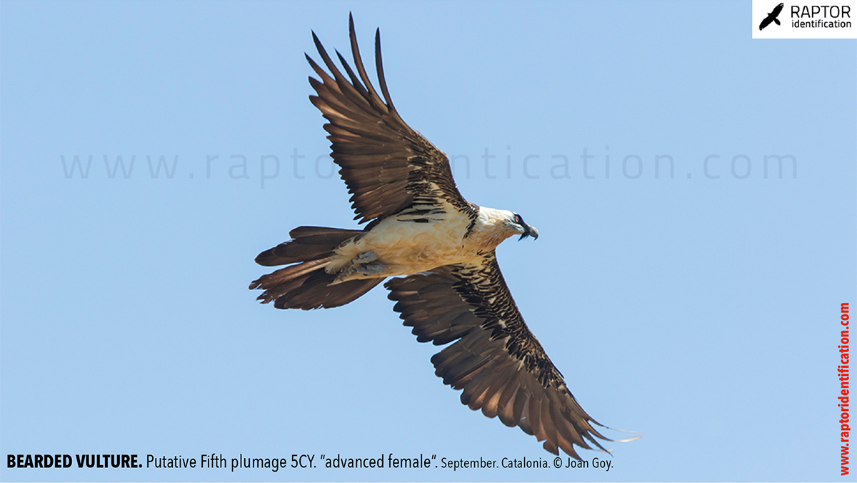 Bearded-Vulture-Fifth-plumage