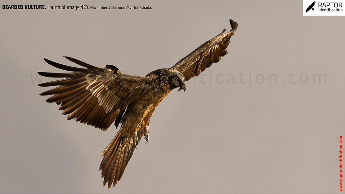 Bearded-Vulture-fourth-plumage