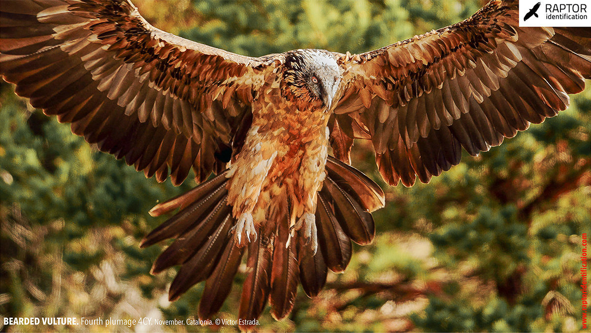 Bearded-Vulture-fourth-plumage