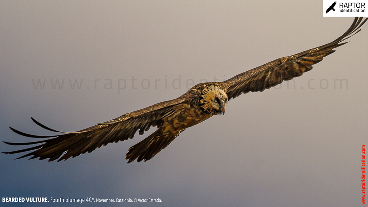 Bearded-Vulture-fourth-plumage