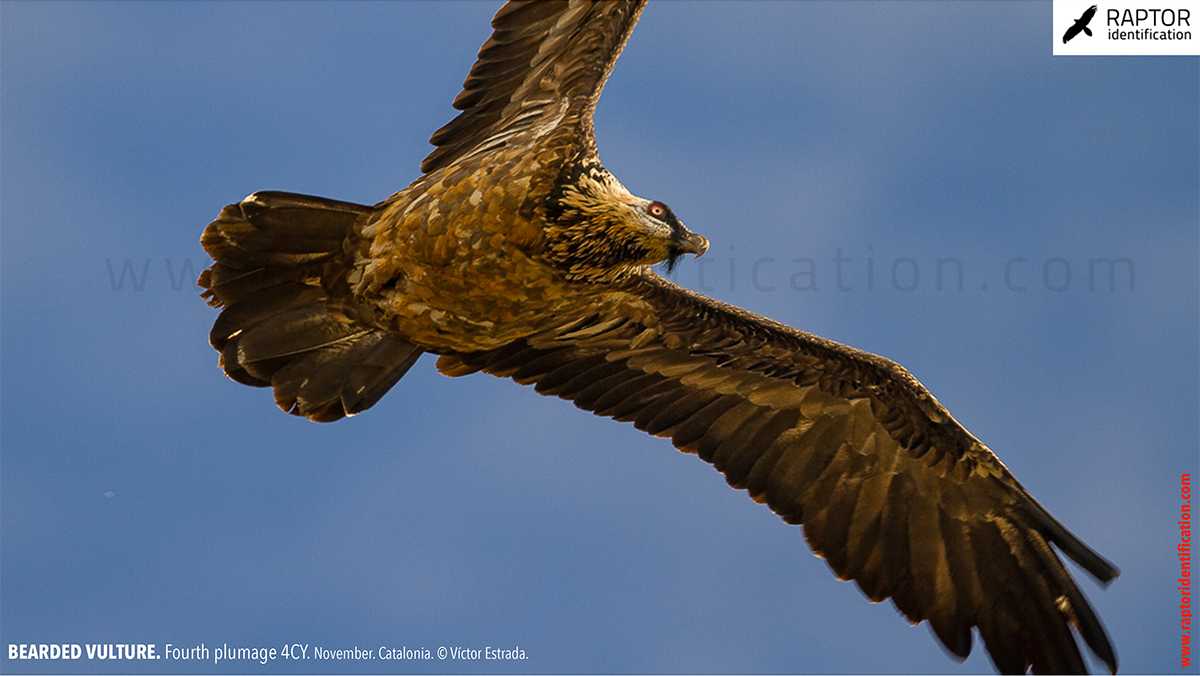 Bearded-Vulture-fourth-plumage