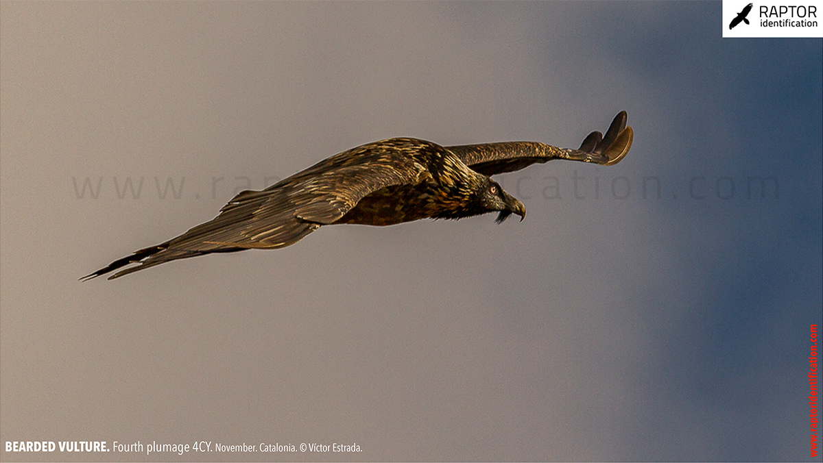 Bearded-Vulture-fourth-plumage