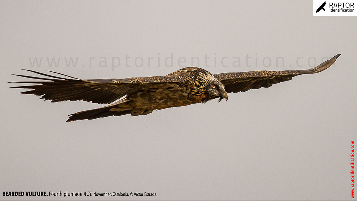 Bearded-Vulture-fourth-plumage