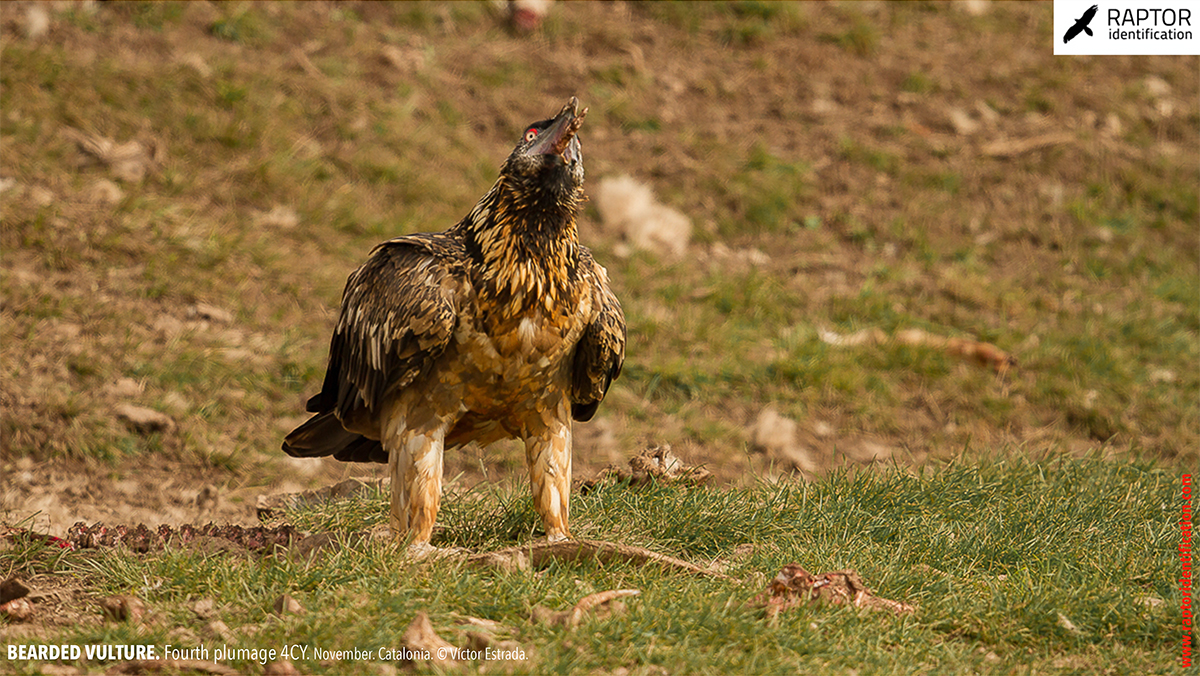 Bearded-Vulture-fourth-plumage