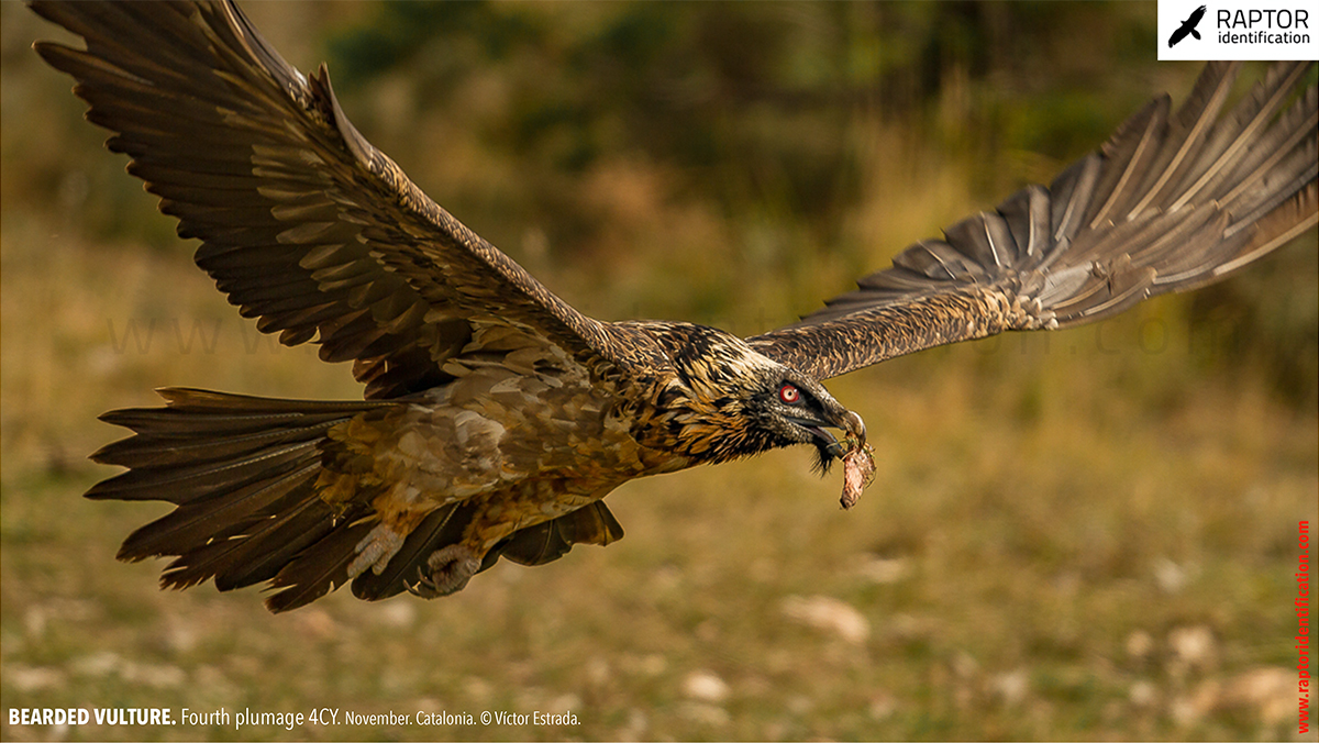 Bearded-Vulture-fourth-plumage