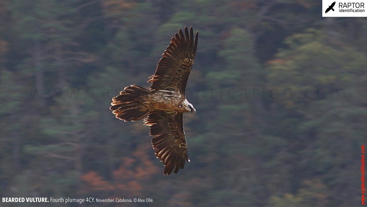 Bearded-Vulture-fourth-plumage