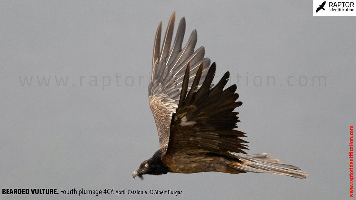 Bearded-Vulture-fourth-plumage