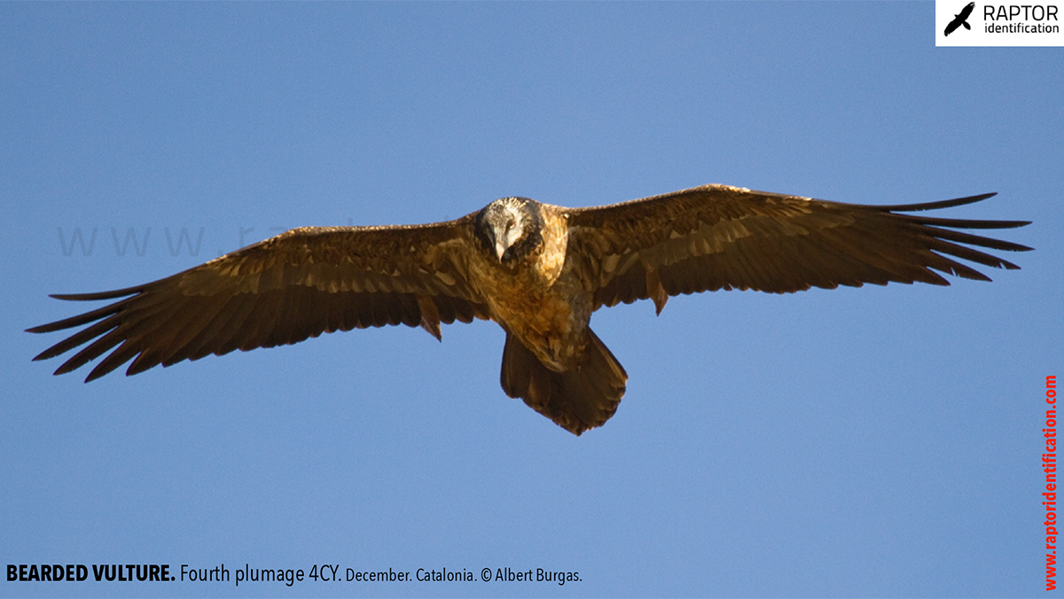 Bearded-Vulture-fourth-plumage