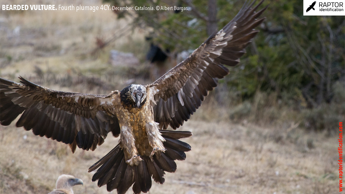 Bearded-Vulture-fourth-plumage