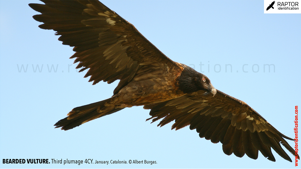 Bearded-Vulture-fourth-plumage