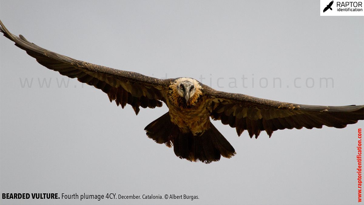 Bearded-Vulture-fourth-plumage