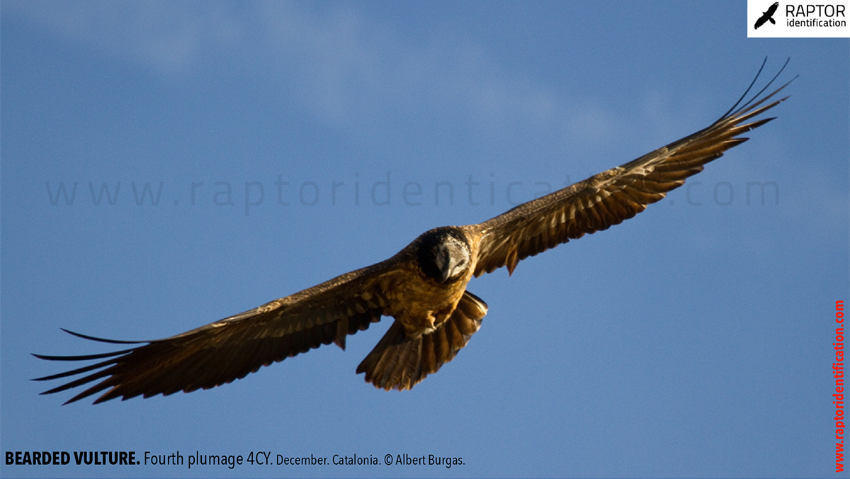 Bearded-Vulture-fourth-plumage