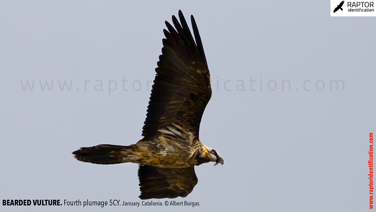 Bearded-Vulture-fourth-plumage