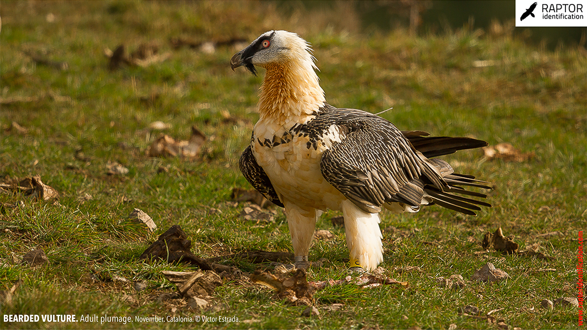 Bearded-Vulture-adult-plumage