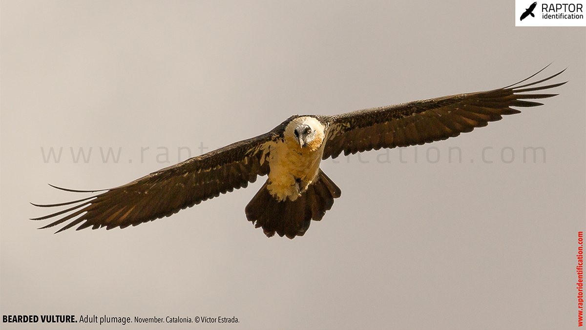 Bearded-Vulture-adult-plumage