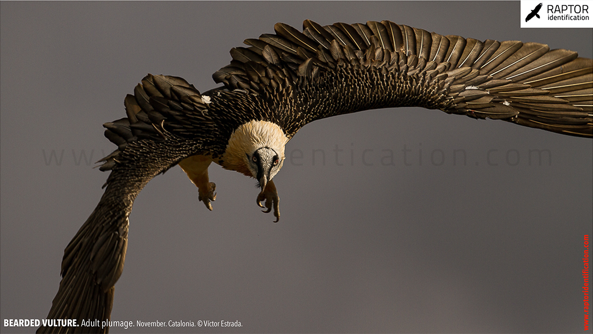 Bearded-Vulture-adult-plumage