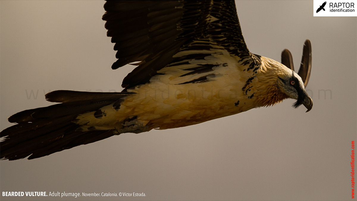 Bearded-Vulture-adult-plumage