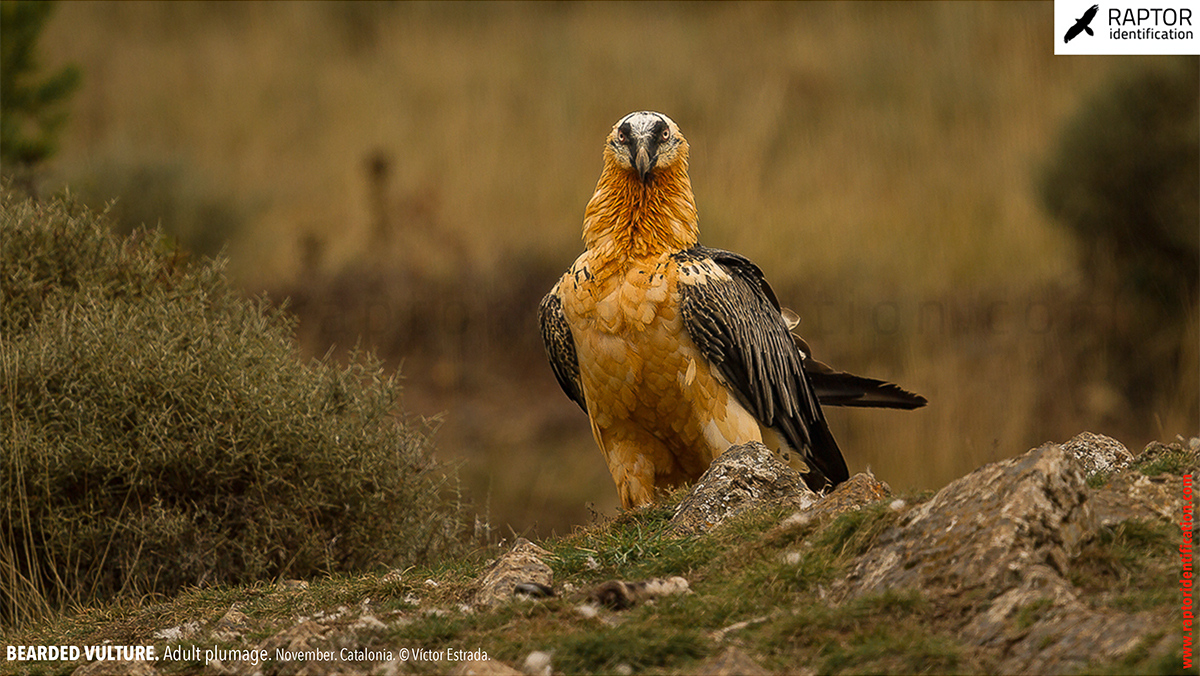 Bearded-Vulture-adult-plumage