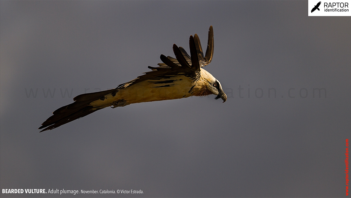 Bearded-Vulture-adult-plumage