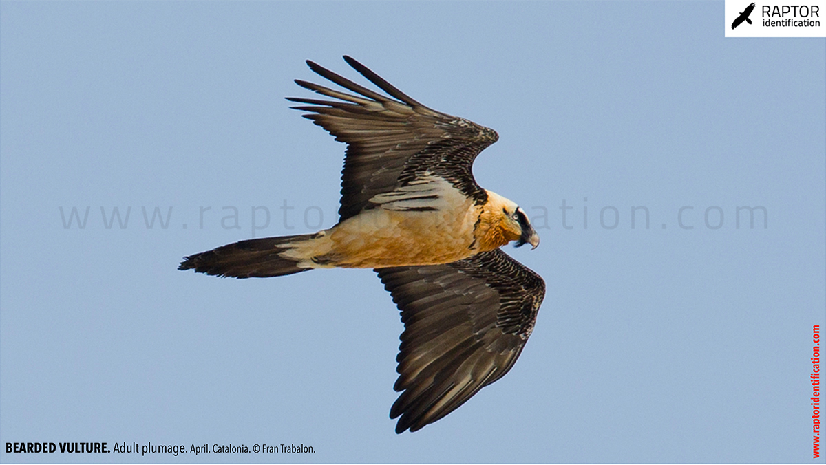 Bearded-Vulture-adult-plumage