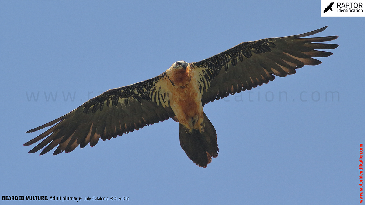 Bearded-Vulture-adult-plumage