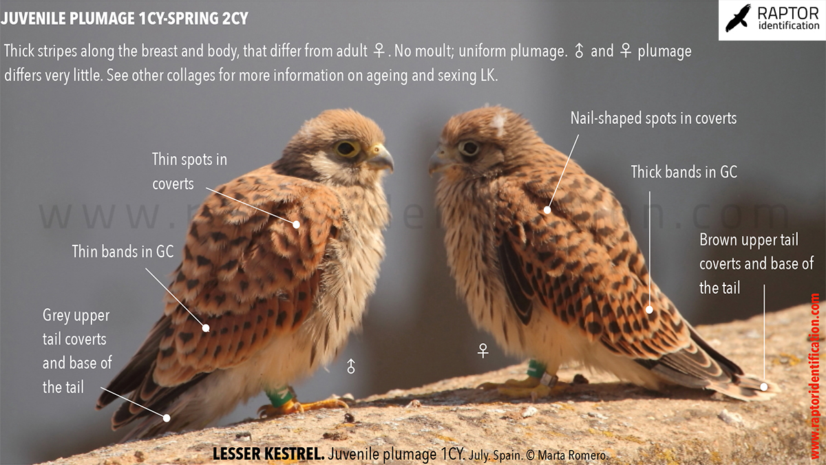 Lesser-Kestrel-Juvenile-plumage-identification