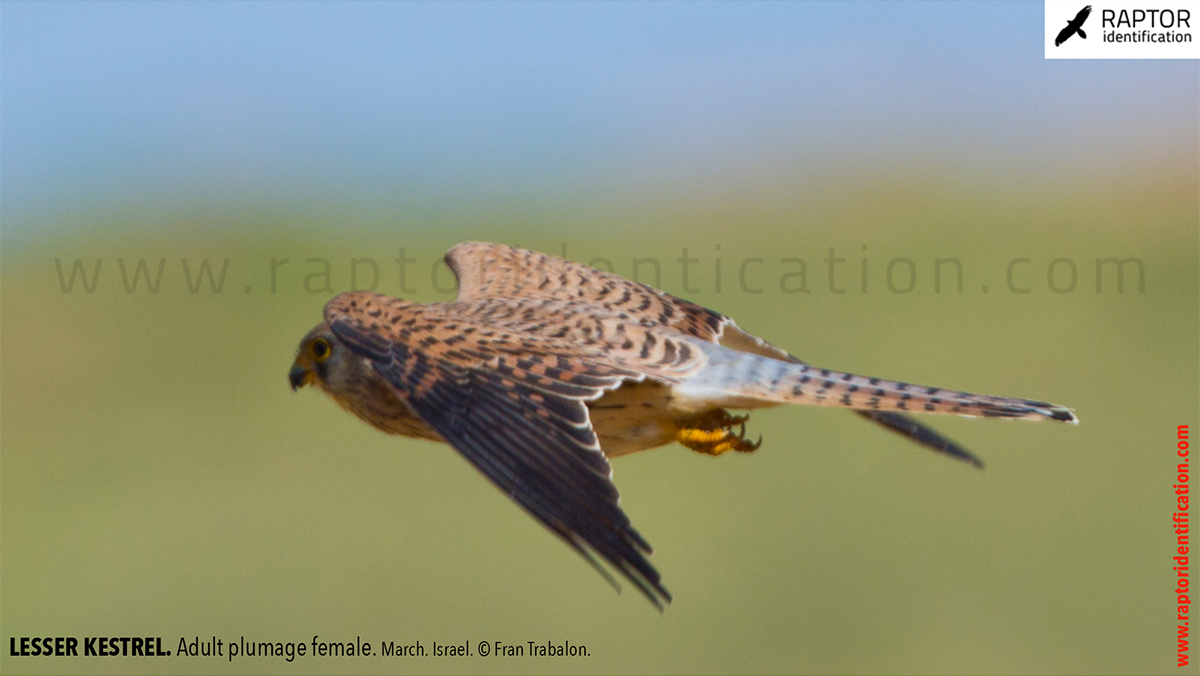 Lesser-Kestrel-female-identification