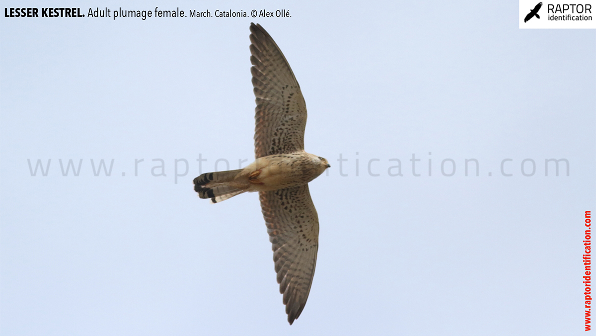 Lesser-Kestrel-female-identification