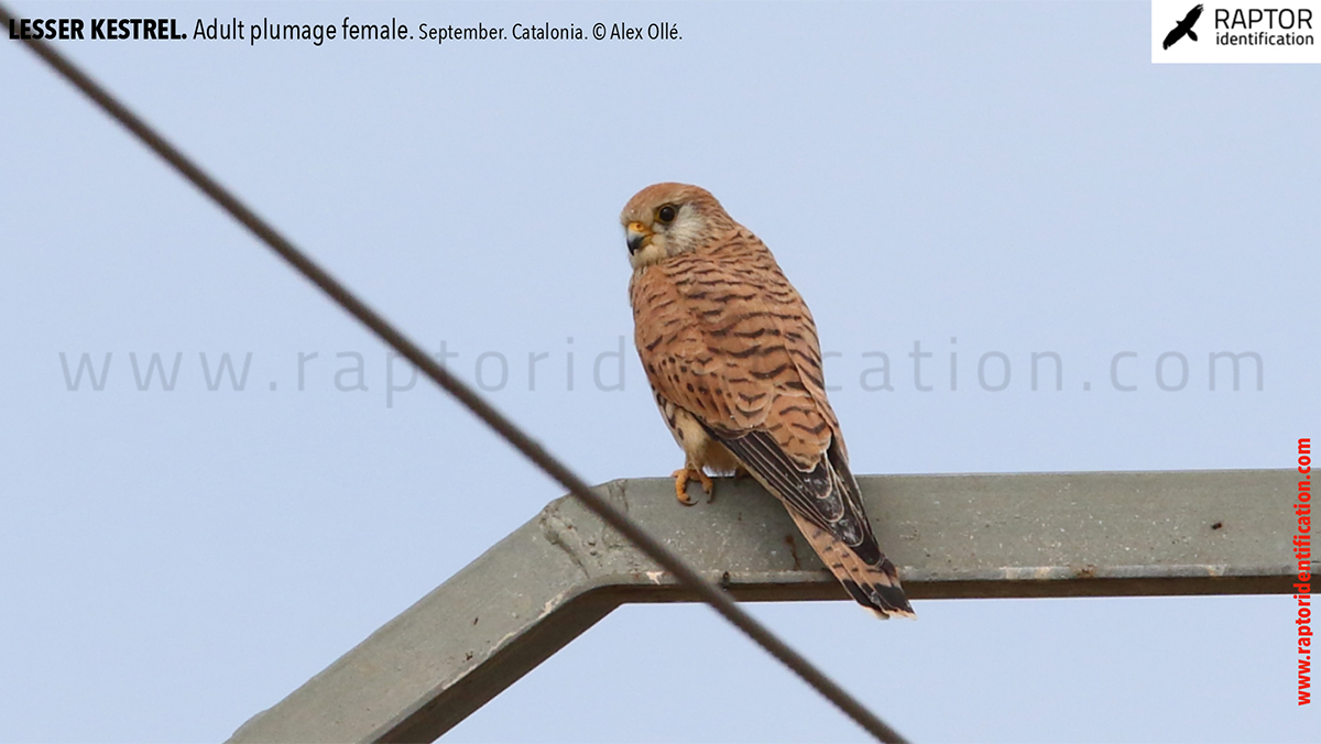 Lesser-Kestrel-female-identification