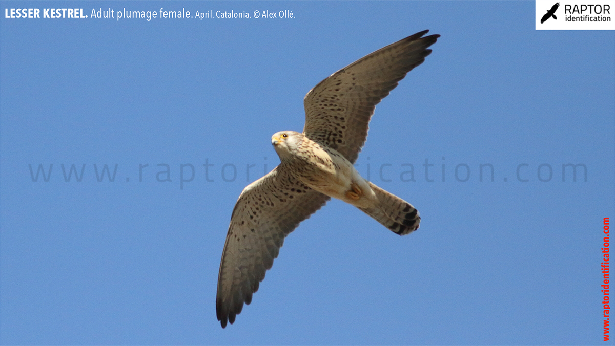 Lesser-Kestrel-female-identification