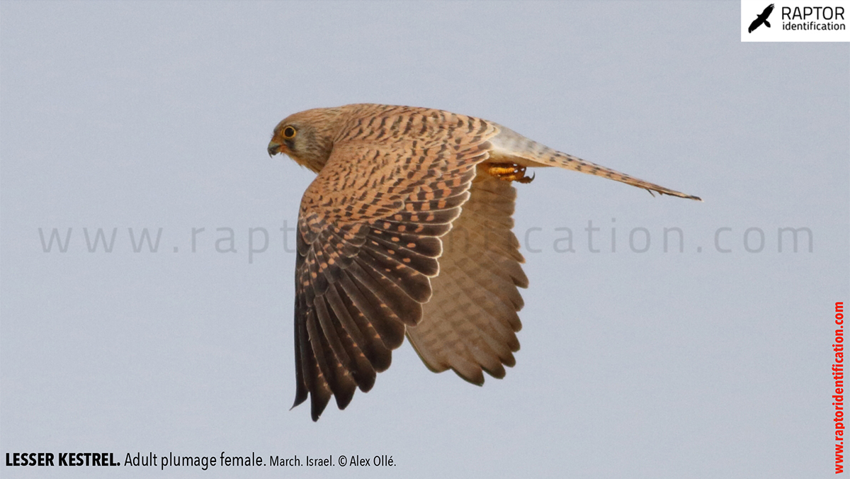 Lesser-Kestrel-female-identification