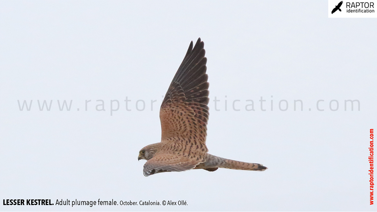 Lesser-Kestrel-female-identification