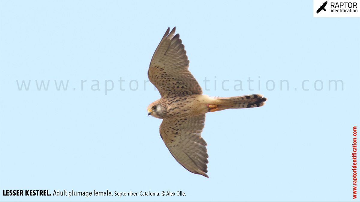 Lesser-Kestrel-female-identification