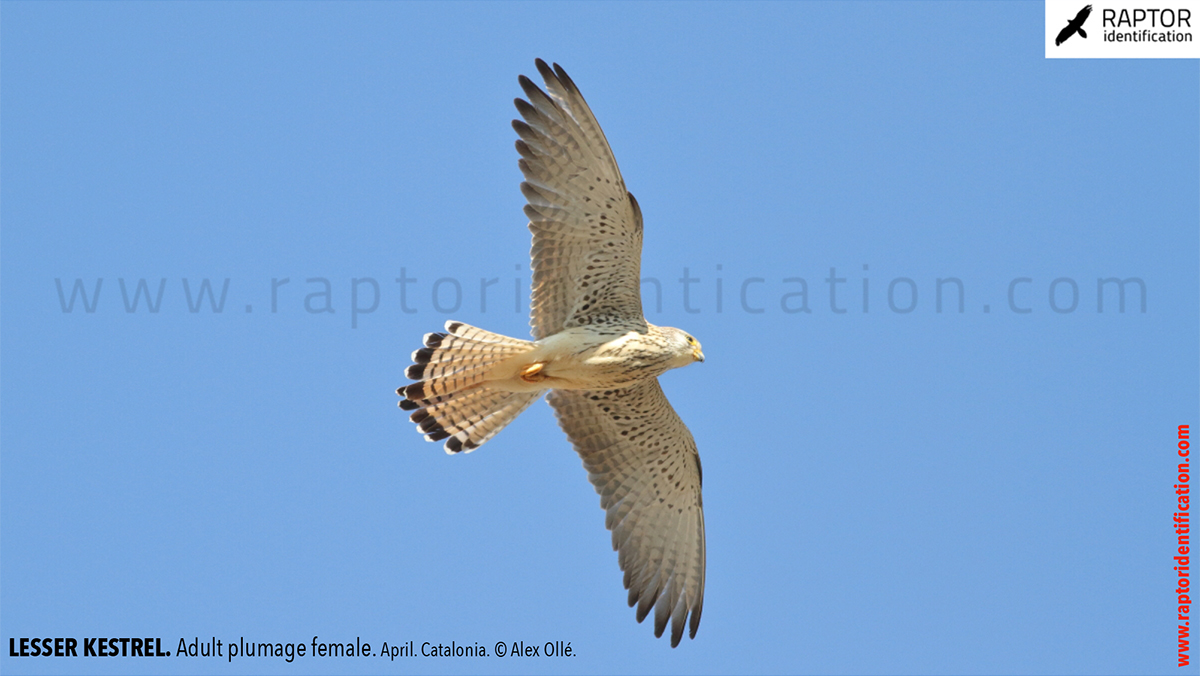 Lesser-Kestrel-female-identification