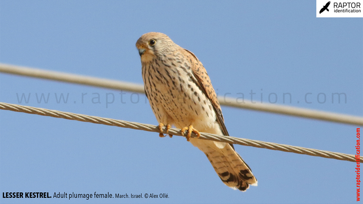 Lesser-Kestrel-female-identification