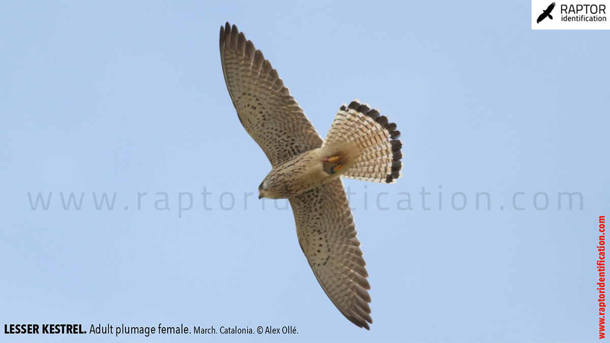 Lesser-Kestrel-female-identification