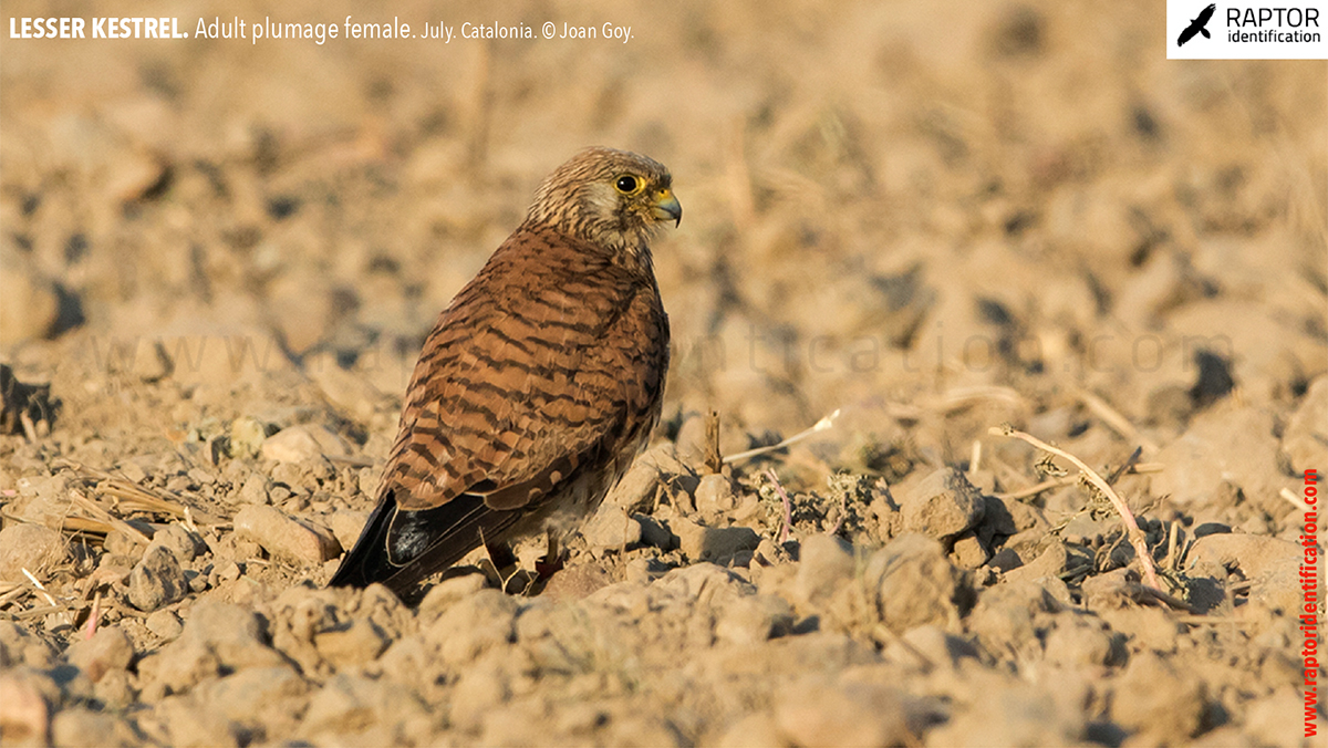 Lesser-Kestrel-female-identification