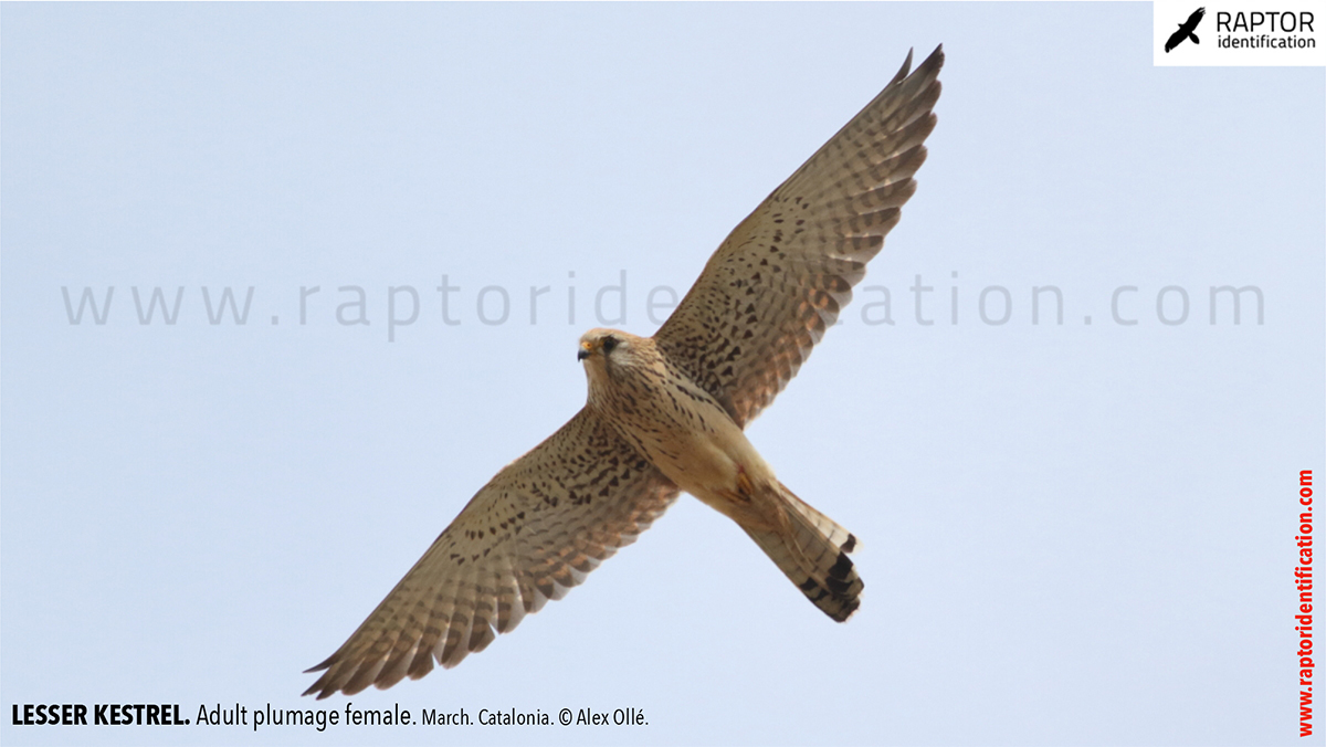 Lesser-Kestrel-female-identification