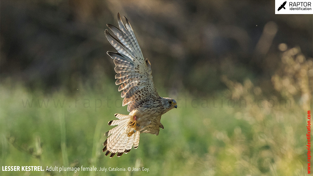 Lesser-Kestrel-female-identification