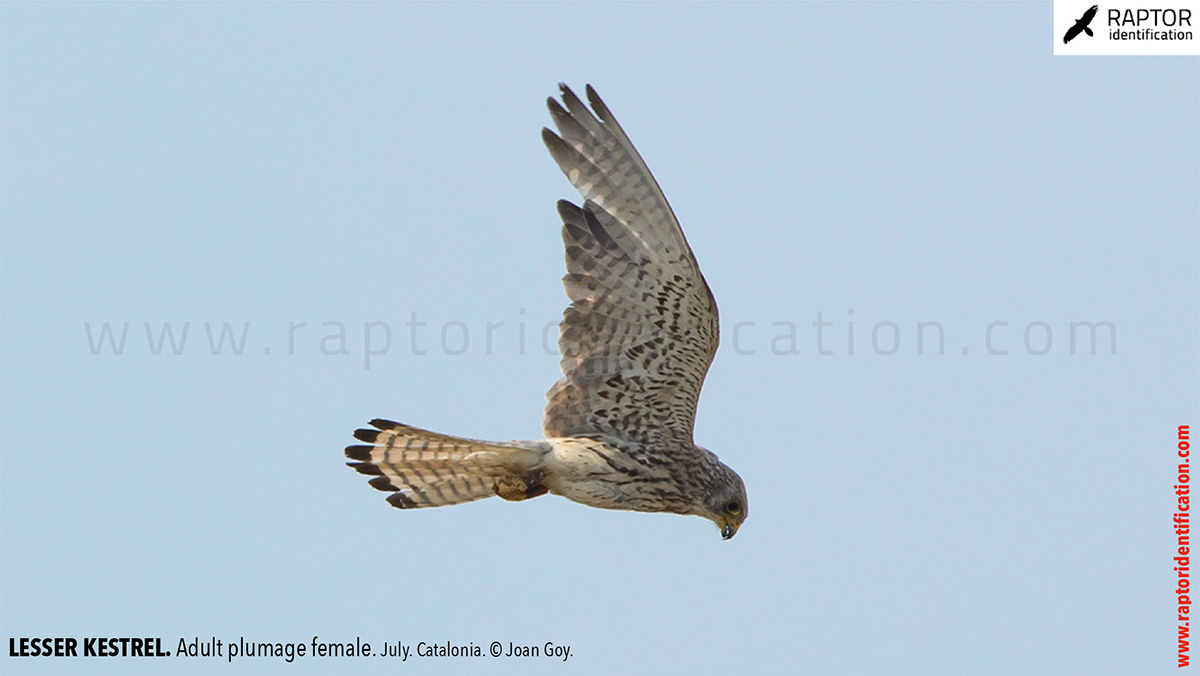 Lesser-Kestrel-female-identification