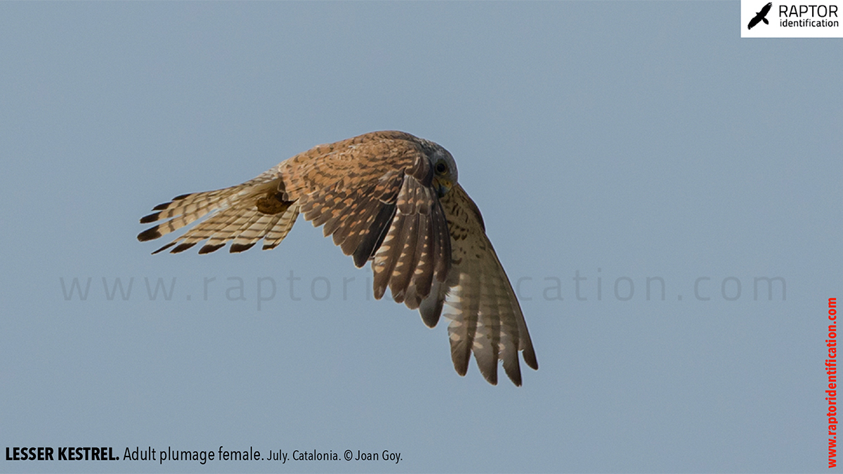 Lesser-Kestrel-female-identification