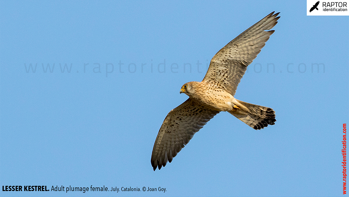 Lesser-Kestrel-female-identification