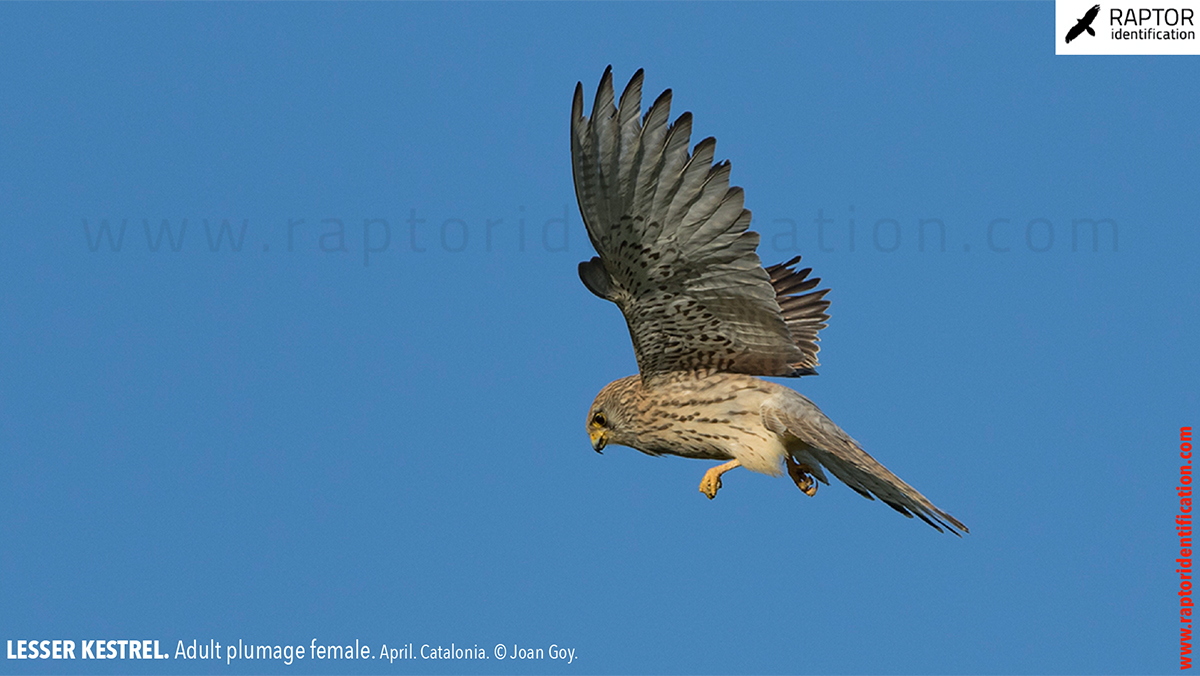 Lesser-Kestrel-female-identification