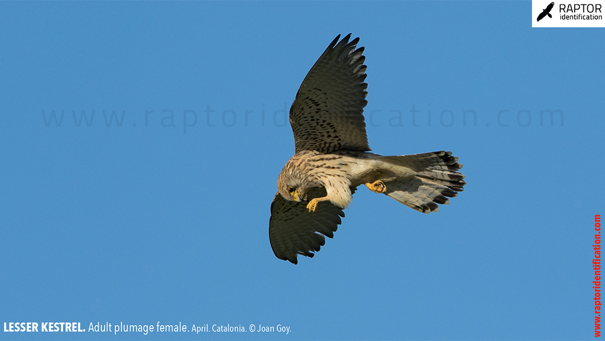 Lesser-Kestrel-female-identification