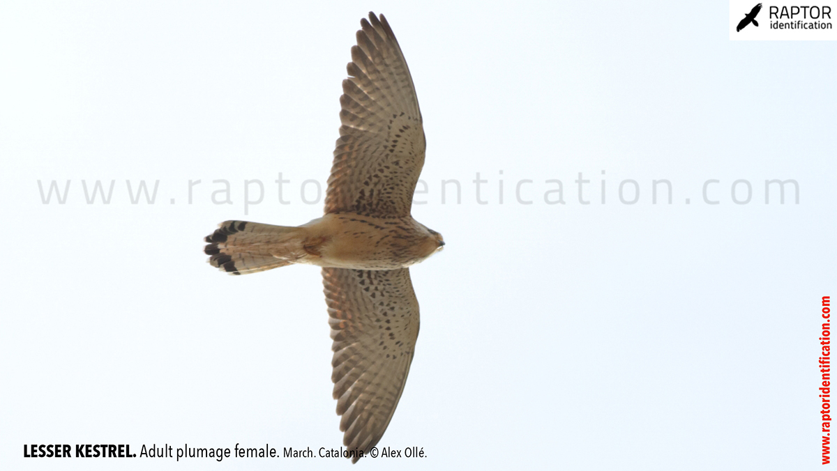 Lesser-Kestrel-female-identification