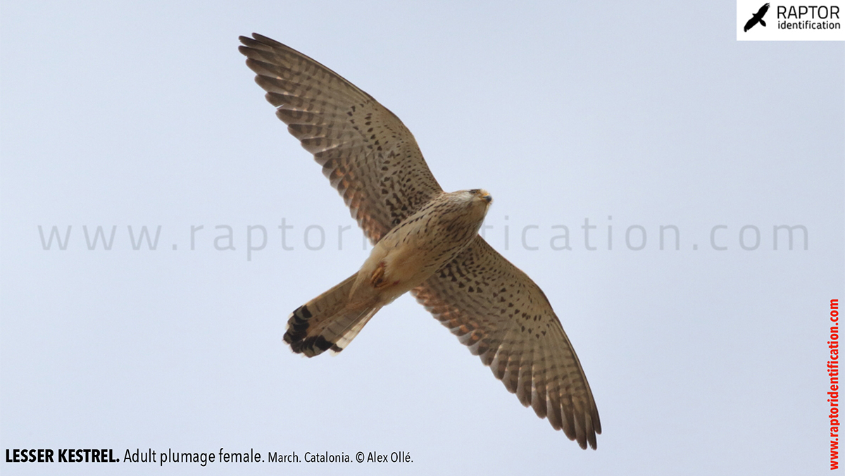 Lesser-Kestrel-female-identification