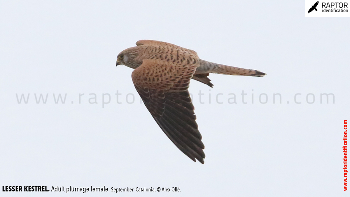 Lesser-Kestrel-female-identification