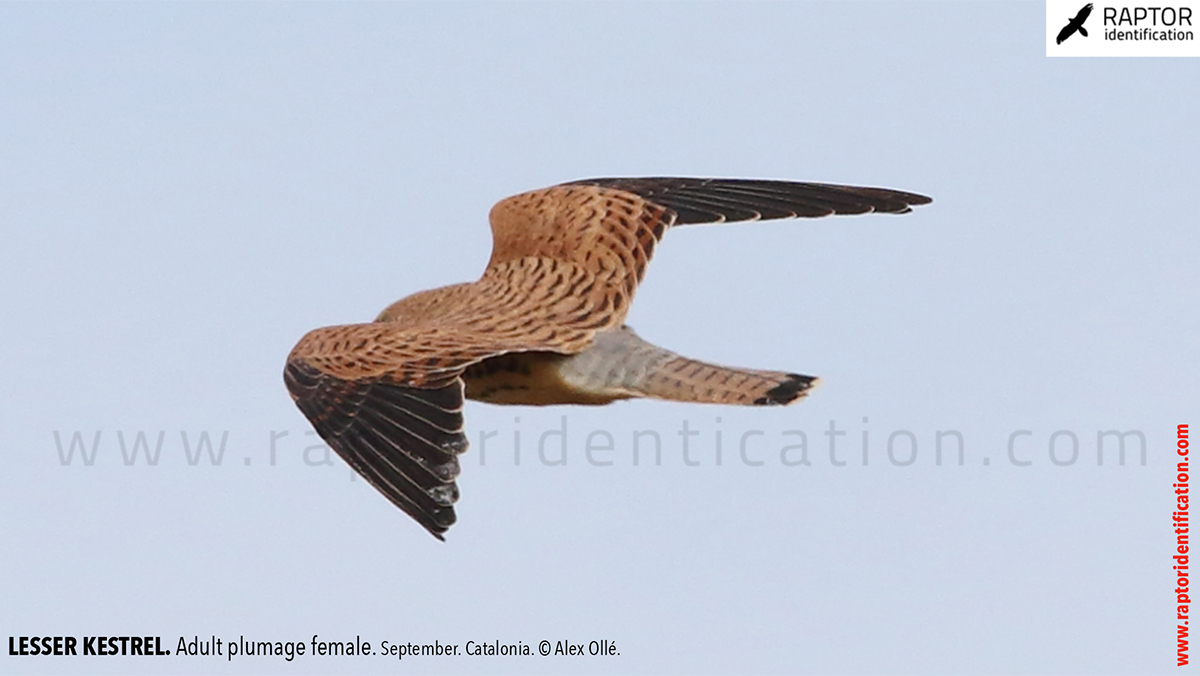 Lesser-Kestrel-female-identification