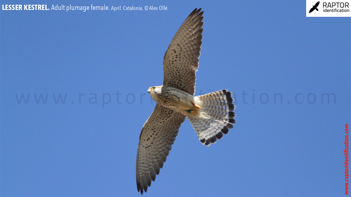 Lesser-Kestrel-female-identification