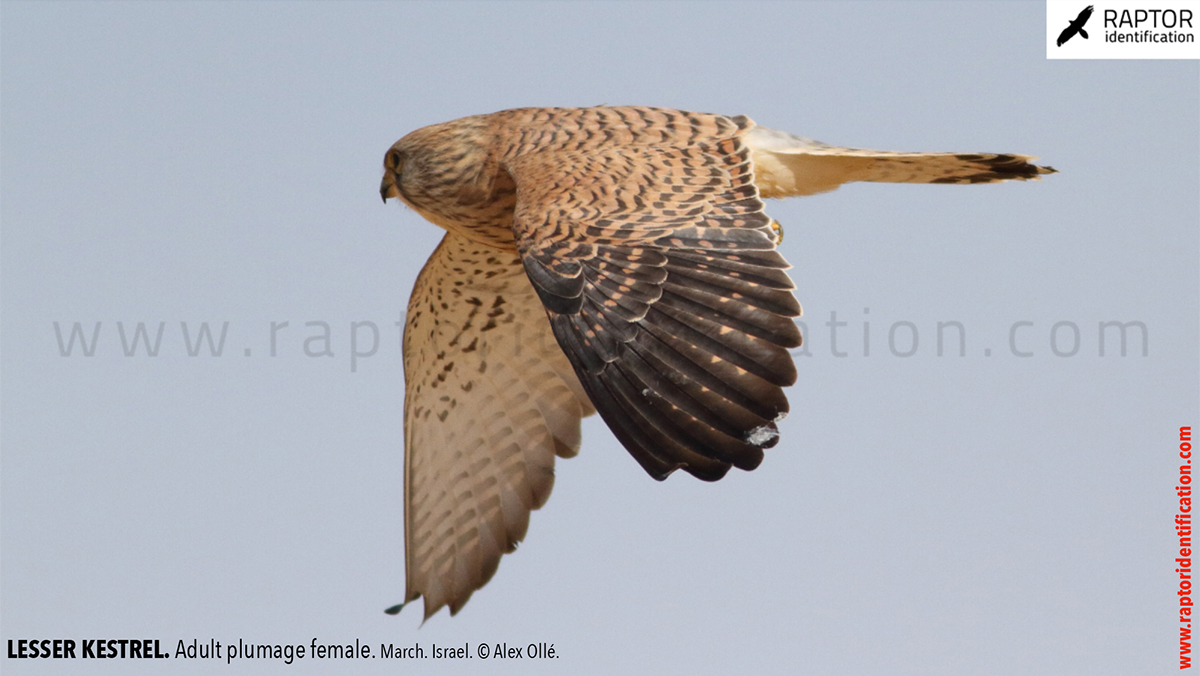 Lesser-Kestrel-female-identification